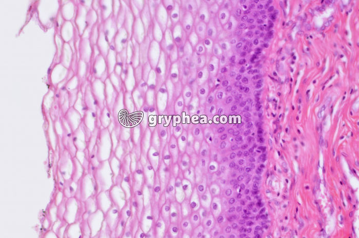 Muqueuse vaginale x100 - gryphea.com